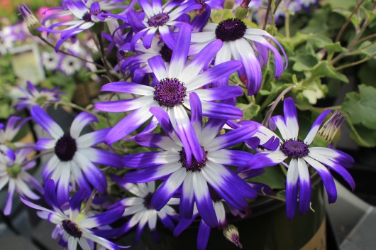 IMG_4253 purple daisy