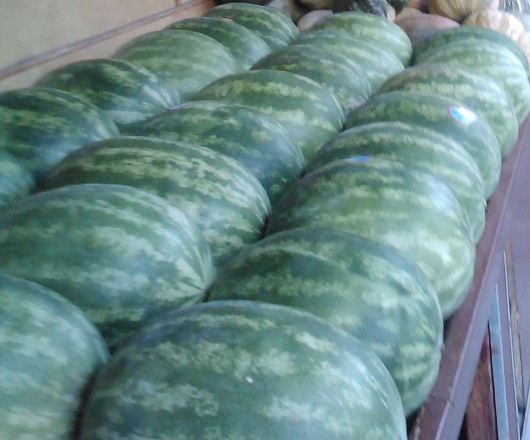 IMG2900 melon 2