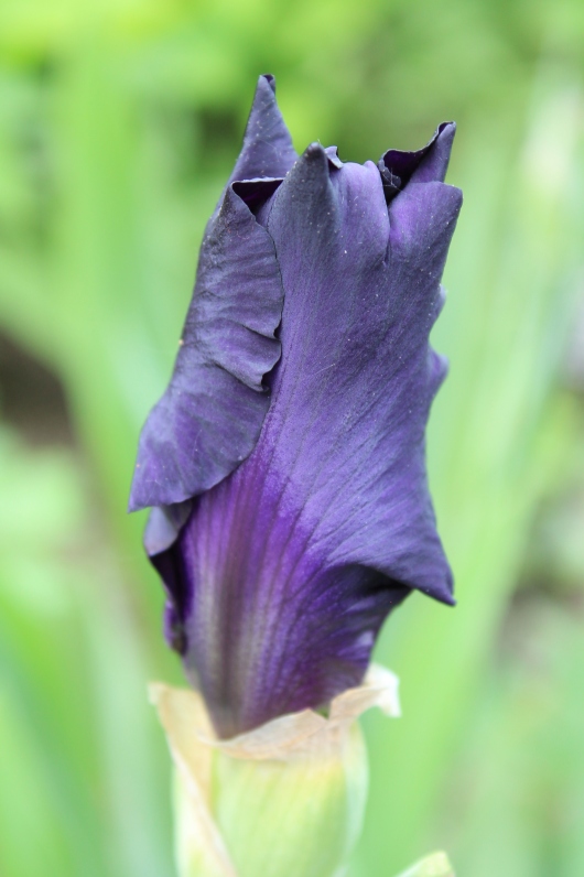 IMG_5081 purple flower