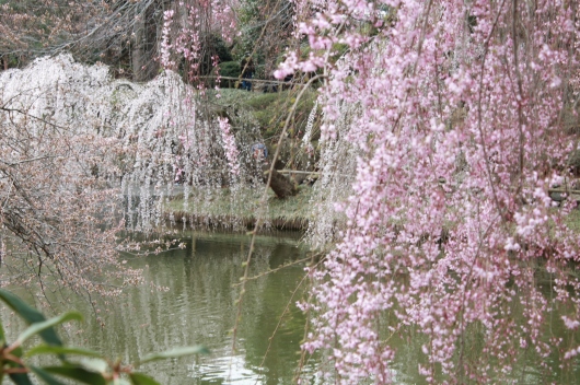 IMG_3797 cherry blossoms