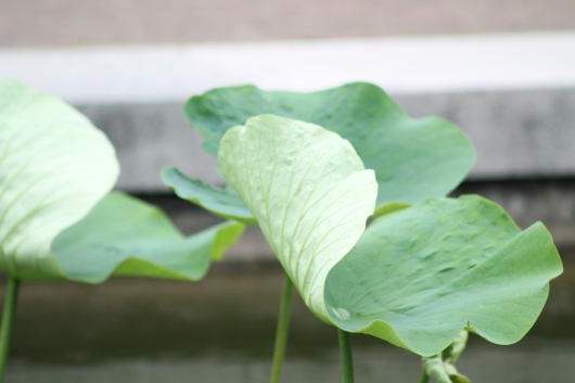 img_6973-lotus-on-pond LEAF