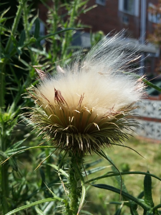 resilient-20160718_134239-feather-seed